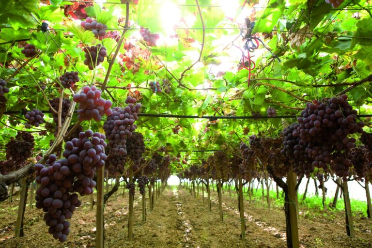 Bayer e AgTech Garage firmam parceria em programa que conecta fruticultores do Nordeste a startups