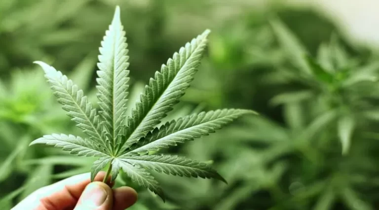 Creme dental com Cannabis Medicinal completa um ano no Brasil