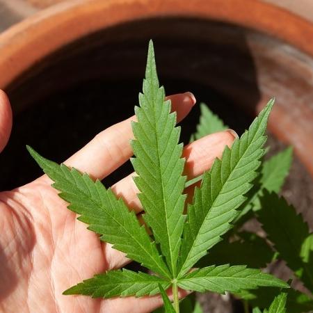 Cannabis Medicinal pode ser alternativa no tratamento contra a endometriose