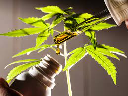 Cannabis Medicinal e interação medicamentosa: médico esclarece possíveis benefícios e riscos