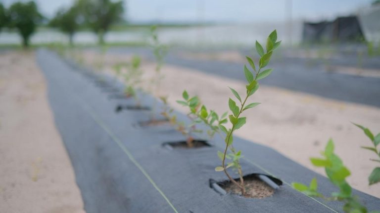 Golden Agro inicia colheita de mirtilos e aprova expansão