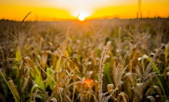 Índices ligados ao agronegócio e às estatais lideram ganhos da B3 no primeiro semestre de 2026