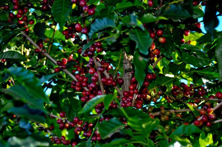 36º Prêmio Ernesto Illy recebe 481 amostras de cafés sustentáveis de alta qualidade